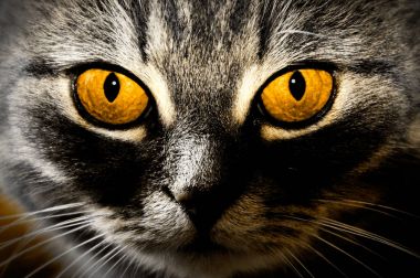 güzel sarı altın kedi gözleri