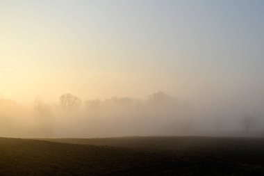 Yaz manzarası. Ağaçlı ve güneşli günbatımlı bir tarlanın arka planında sis.