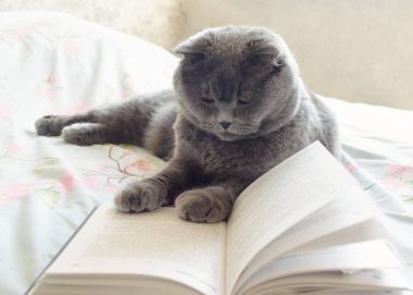 akıllı gri kedi bir kitap okuma