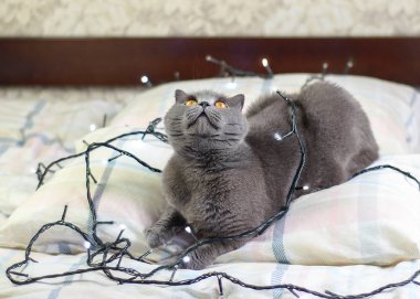 yatakta döşeme Gri kedi