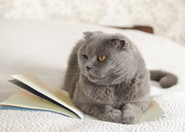 Gri bir kedi ve bir kitap