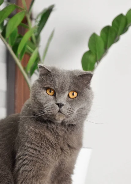 Grå Katt Med Orange Ögon — Stockfoto