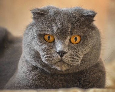 a grey cat's face with orange eyes