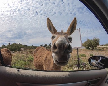 Vahşi eşek arabadaki insana bakar.