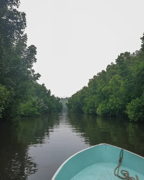 木々の間を流れる緑の川 — ストック写真
