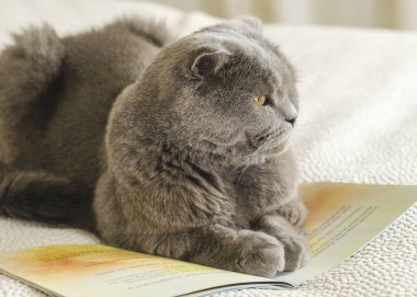 Gri bir kedi ve bir kitap