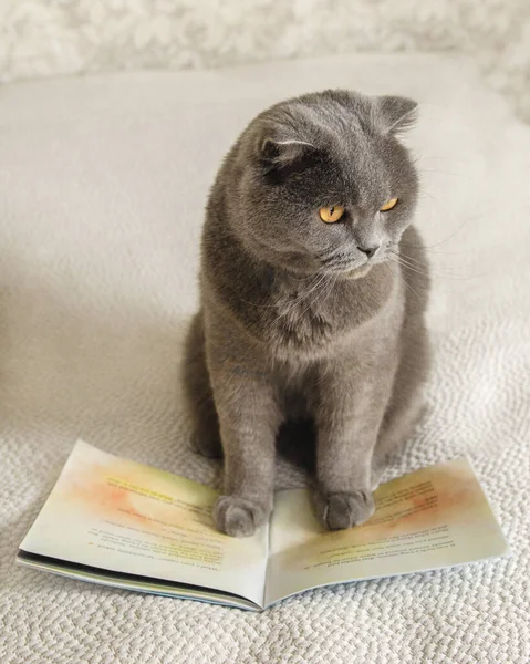 Eine Graue Katze Und Ein Buch — Stockfoto