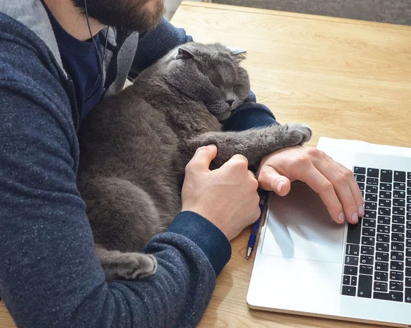 Egy Macska Alszik Laptop Mellett — Stock Fotó