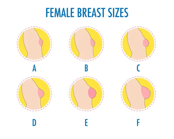 Ensemble d'icônes de ligne ronde de différentes tailles de seins féminins — Image vectorielle