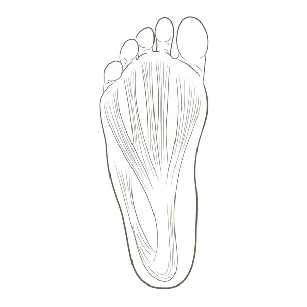 Foot sole illustration — Stock Vector