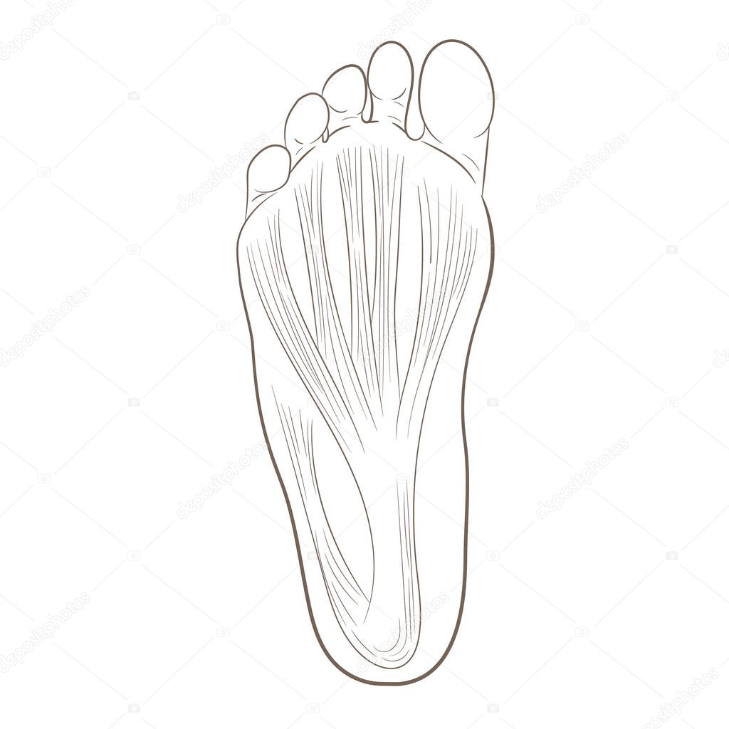 Foot sole illustration
