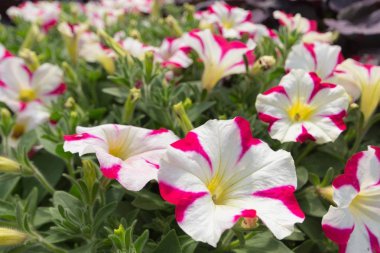 Zeki, güzel çiçekler makro