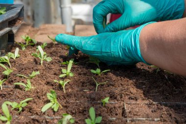 Ellerini bir adamın, onlar çiçek bitki