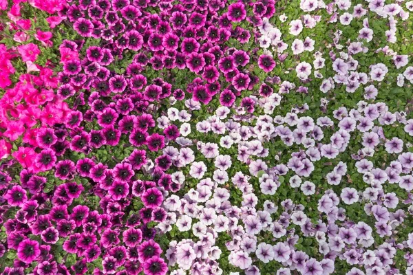Mnoho Malých Multi Barevné Květy — Stock fotografie