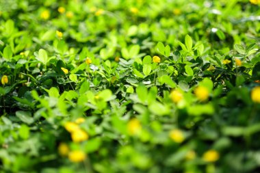 seçici odak yeşil alan ve sarı çiçek.