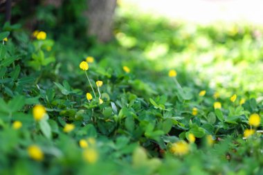 seçici odak yeşil alan ve sarı çiçek.