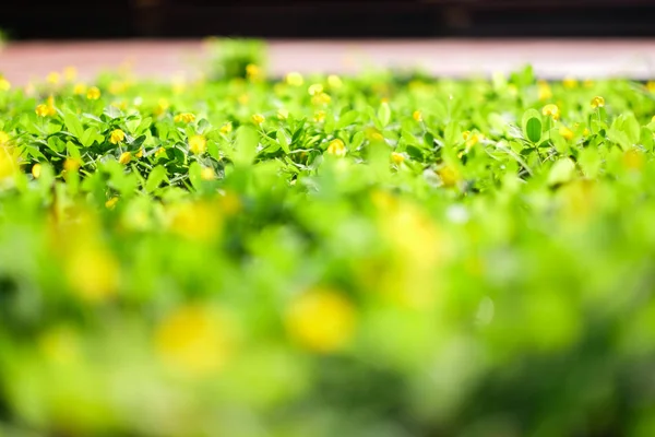 Foco Selectivo Campo Verde Flor Amarilla — Foto de Stock