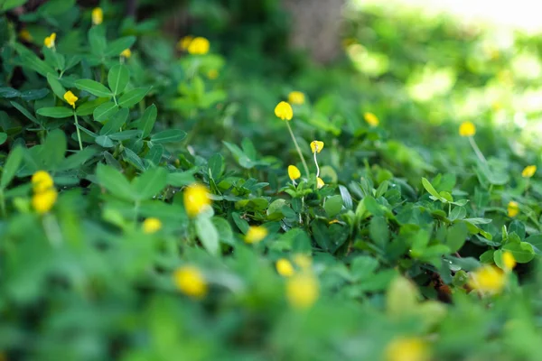 Foco Seletivo Campo Verde Flor Amarela — Fotografia de Stock