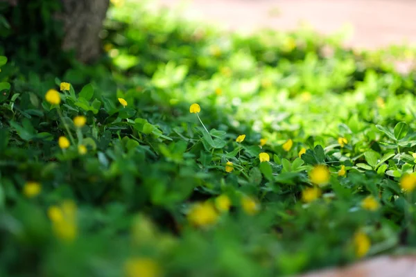 Foco Selectivo Campo Verde Flor Amarilla — Foto de Stock