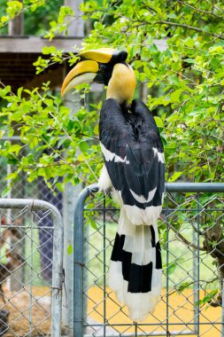 Vahşi Hornbill bulundu ve vahşi yaşam üreme istasyonu tarafından bakıldı.