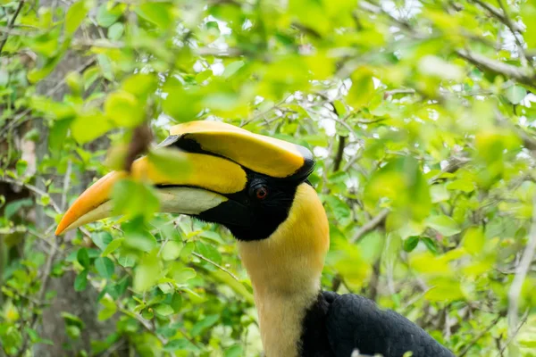 Wilde Neushoornvogel Gevonden Verzorgen Door Wilde Dieren Fokstation — Stockfoto