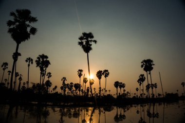 Palm Ormanı 'nda neredeyse gece yarısı.