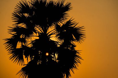 Palm Ormanı 'nda neredeyse gece yarısı.