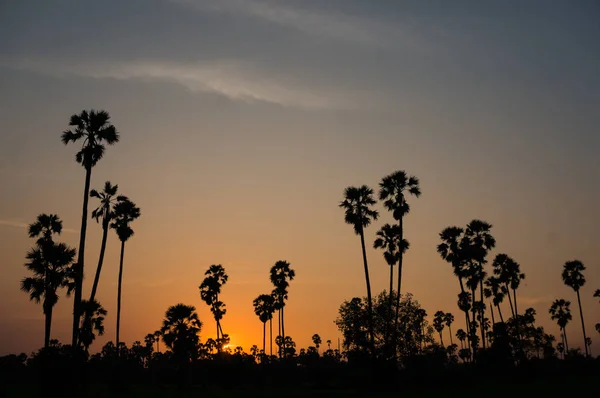 sunset almost night at palm forest