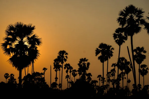 sunset almost night at palm forest