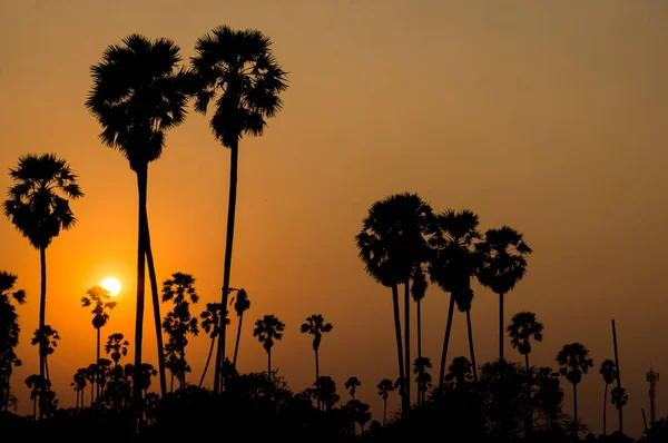 Palm Ormanı Nda Neredeyse Gece Yarısı — Stok fotoğraf