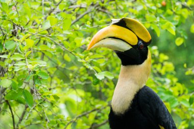 Hornbill in wild life breeding station.