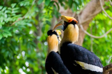 Hornbill in wild life breeding station.