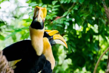 Hornbill in wild life breeding station.