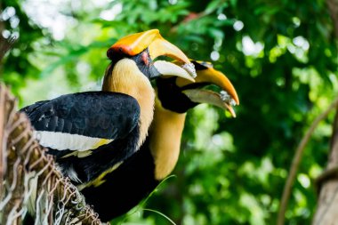 Hornbill in wild life breeding station.