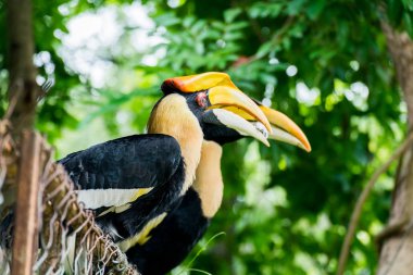 Hornbill in wild life breeding station.