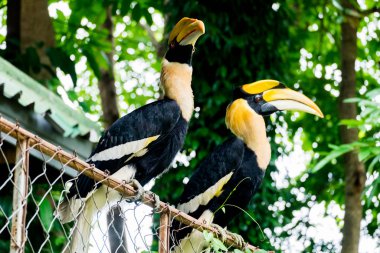 Hornbill in wild life breeding station.