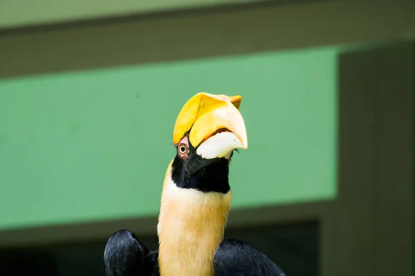 Hornbill in wild life breeding station.