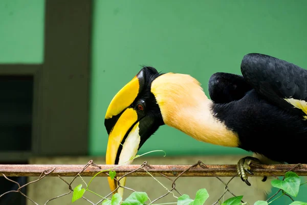 Hornbill Wild Life Breeding Station Telifsiz Stok Fotoğraflar