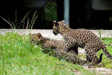 Bebek leopar yağmur ormanlarında bulundu, şimdi vahşi yaşam üreme istasyonunda yaşıyor..