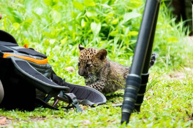 Bebek leopar yağmur ormanlarında bulundu, şimdi vahşi yaşam üreme istasyonunda yaşıyor..