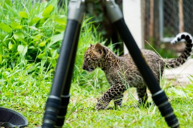 Bebek leopar yağmur ormanlarında bulundu, şimdi vahşi yaşam üreme istasyonunda yaşıyor..