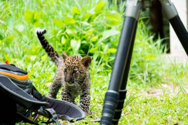 Bebek leopar yağmur ormanlarında bulundu, şimdi vahşi yaşam üreme istasyonunda yaşıyor..