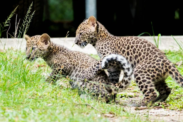 Leopardo Bambino Trovato Nella Foresta Pluviale Ora Vivono Allevamento Della — Foto Stock