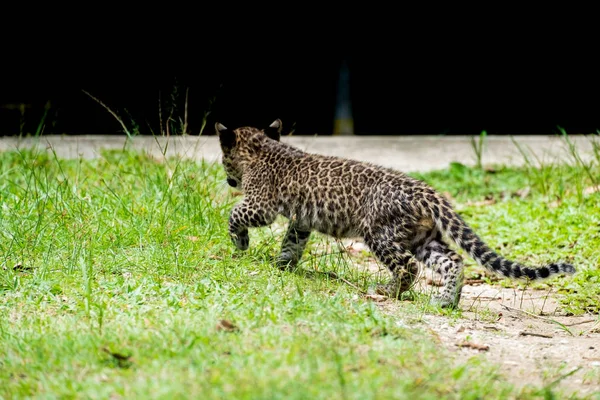 Leopardo Bebé Encontrado Selva Tropical Ahora Viven Estación Cría Vida — Foto de Stock
