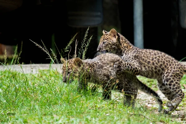 Leopardo Bambino Trovato Nella Foresta Pluviale Ora Vivono Allevamento Della — Foto Stock