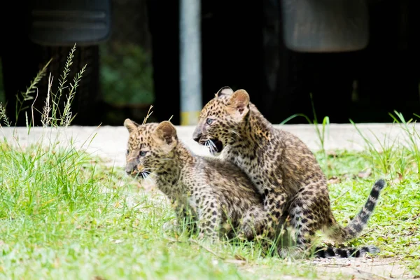 Leopardo Bambino Trovato Nella Foresta Pluviale Ora Vivono Allevamento Della — Foto Stock