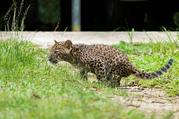 Leopardo Bebé Encontrado Selva Tropical Ahora Viven Estación Cría Vida — Foto de Stock