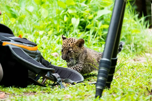 Bebek leopar yağmur ormanlarında bulundu, şimdi vahşi yaşam üreme istasyonunda yaşıyor..