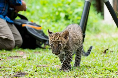Bebek leopar yağmur ormanlarında bulundu, şimdi vahşi yaşam üreme istasyonunda yaşıyor..