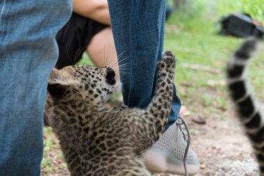 Bebek leopar yağmur ormanlarında bulundu, şimdi vahşi yaşam üreme istasyonunda yaşıyor..